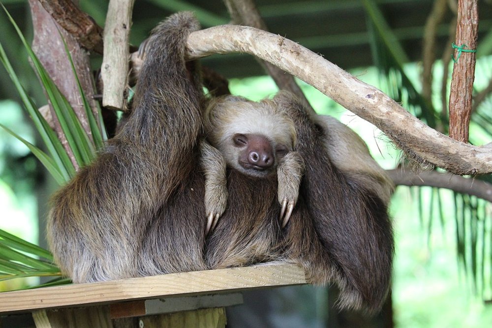 panama sloth child