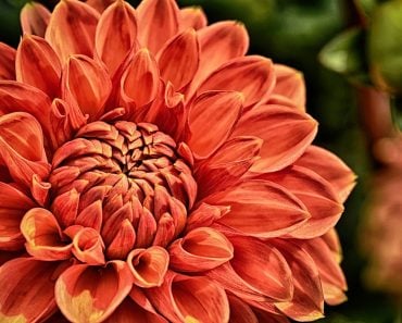 Dahlia flower