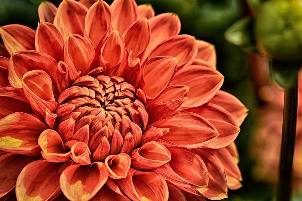 Dahlia flower