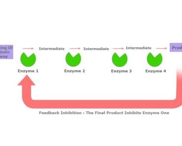 Feedback inhibition