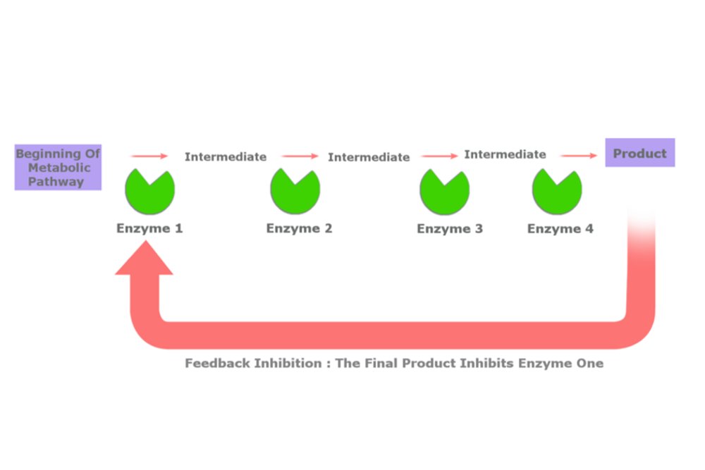 Feedback inhibition