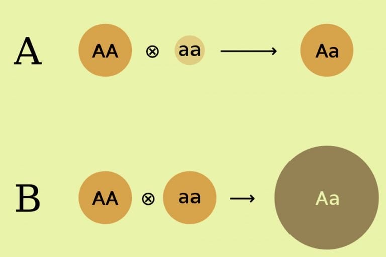 Hybrid Vigor Definition, Causes, Effects And Examples