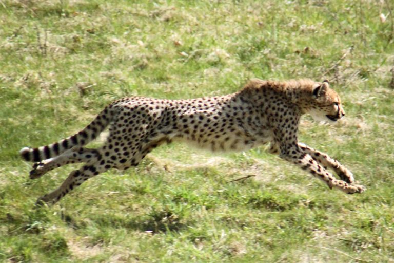 Cheetah Vs Human Why Can't Humans Run As Fast As Cheetahs?