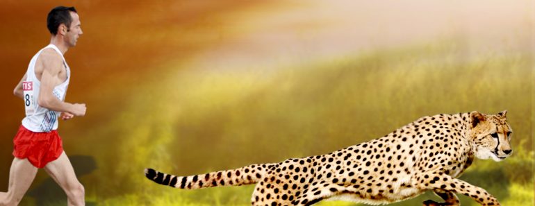 cheetah and human