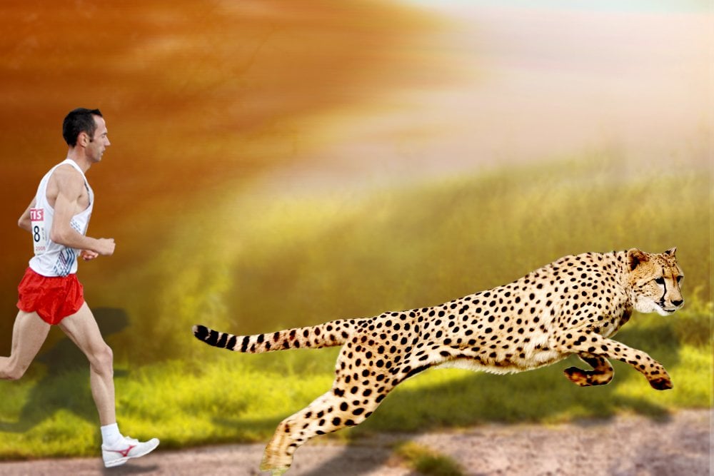 cheetah and human