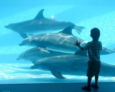 dolphins