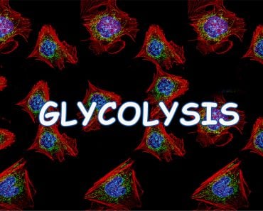 glycolysis