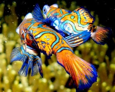 Mandarin fish