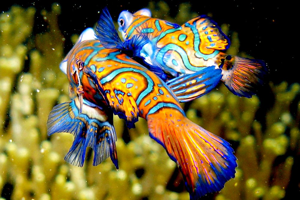 How Do Rare Sea Creatures Find Each Other To Breed? » Science ABC How Do Rare Sea Creatures Find Each Other To Breed? » Science ABC
