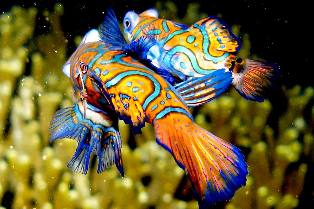 Mandarin fish