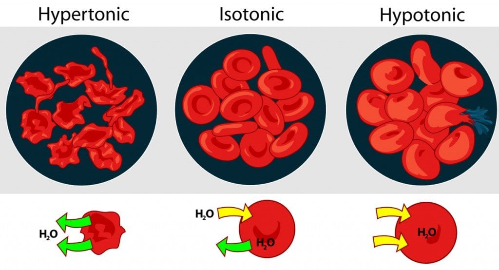 What Is Osmosis  Definition  Diagram  Examples And Explanation