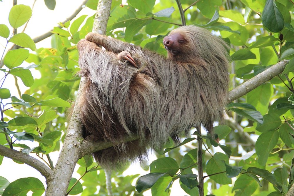 Why Sloths Move Slowly