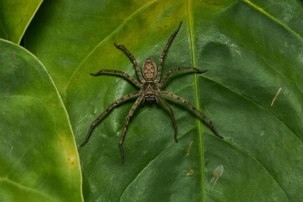 What Is The Clock Spider And The Legend Surrounding It? » ScienceABC