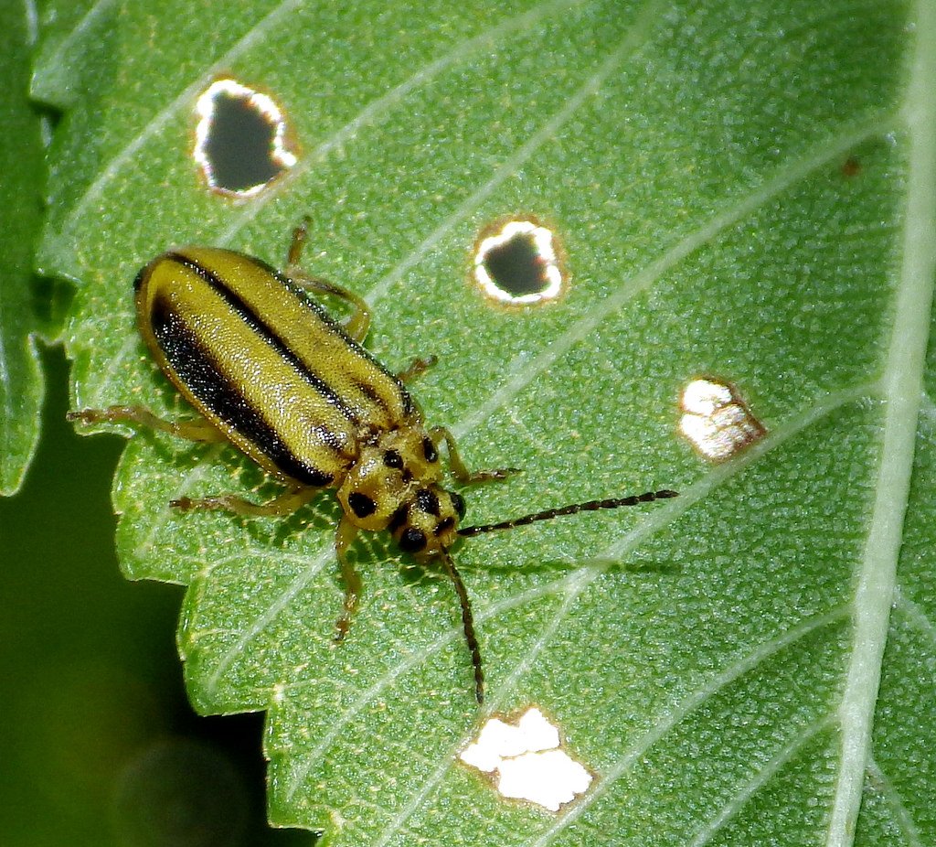 Besouro da folha do olmo, Xanthogaleruca luteola