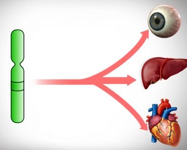 What Is Pleiotropy?