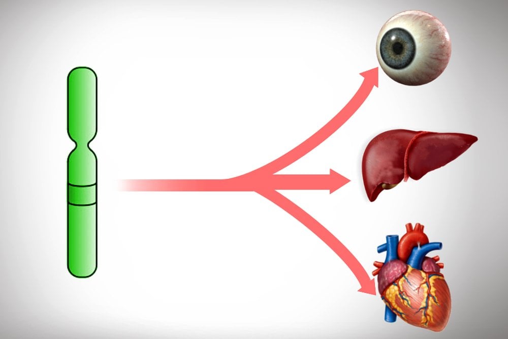 What Is Pleiotropy?