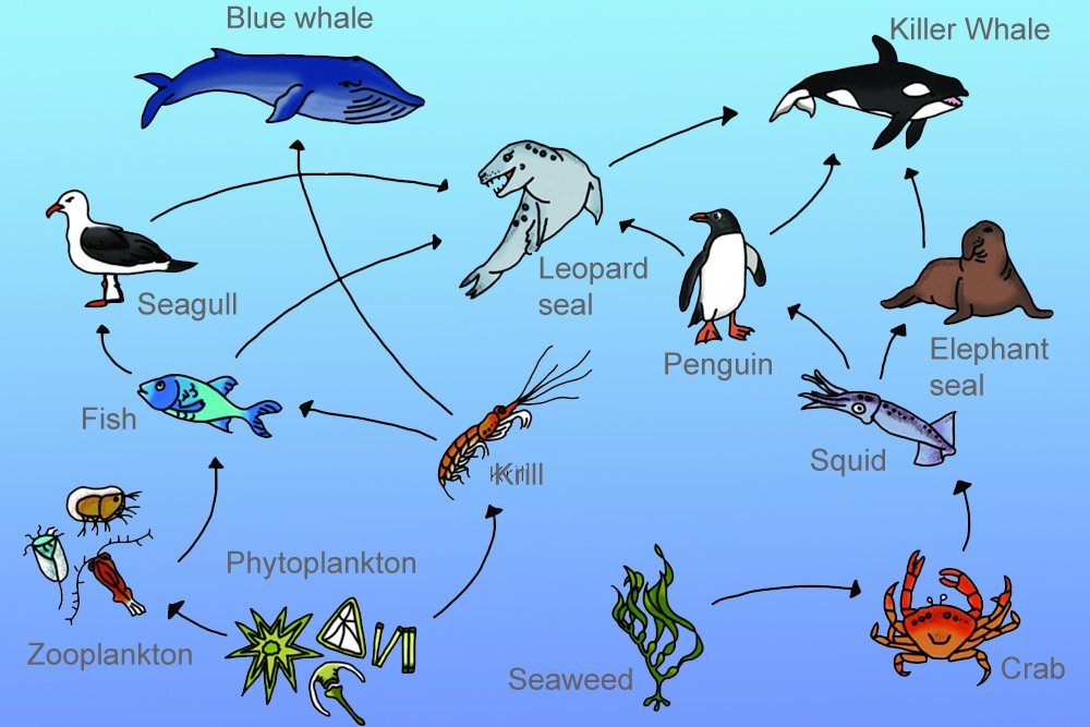 Aquatic Food Chain: What Happens To Dead Bodies Of Aquatic ...