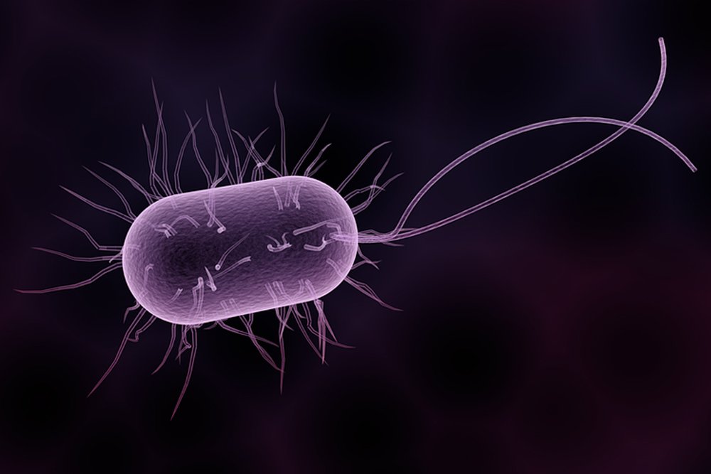 What is bacteria deals