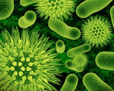 bacteria and virus