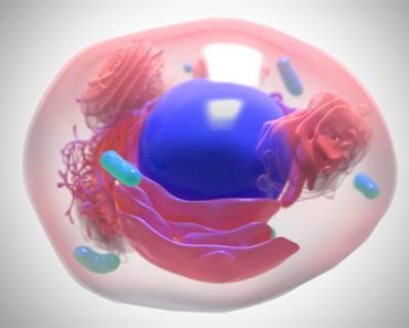 cell, nucleuoplasm