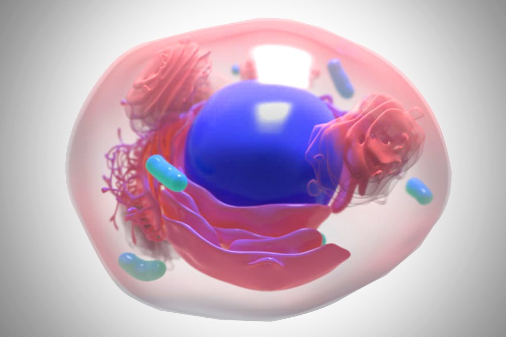 cell, nucleuoplasm