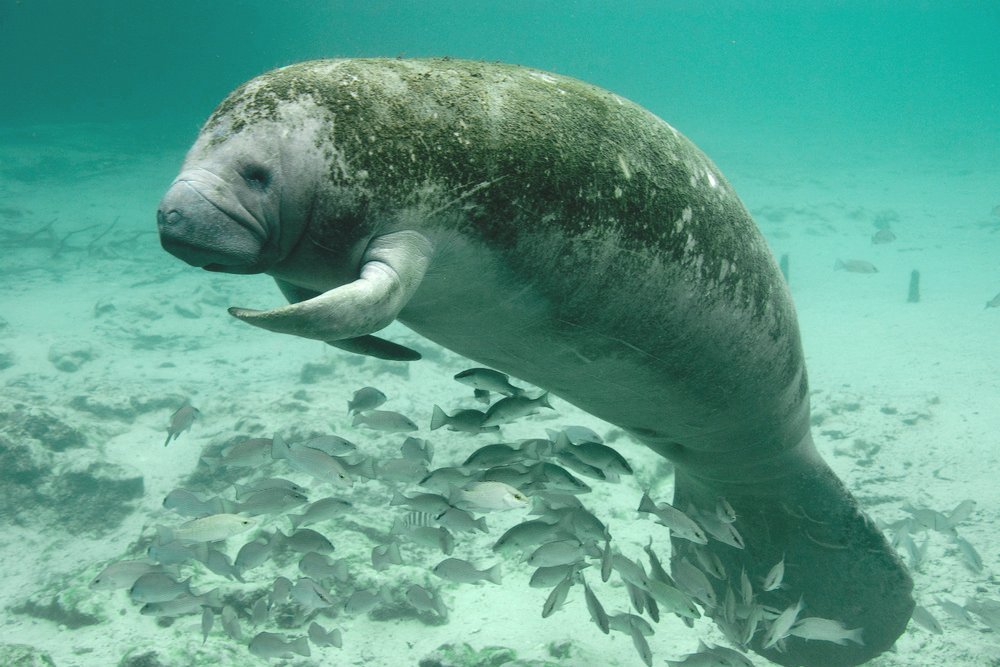 Aquatic Food Chain: What Happens To Dead Bodies Of Aquatic Animals?