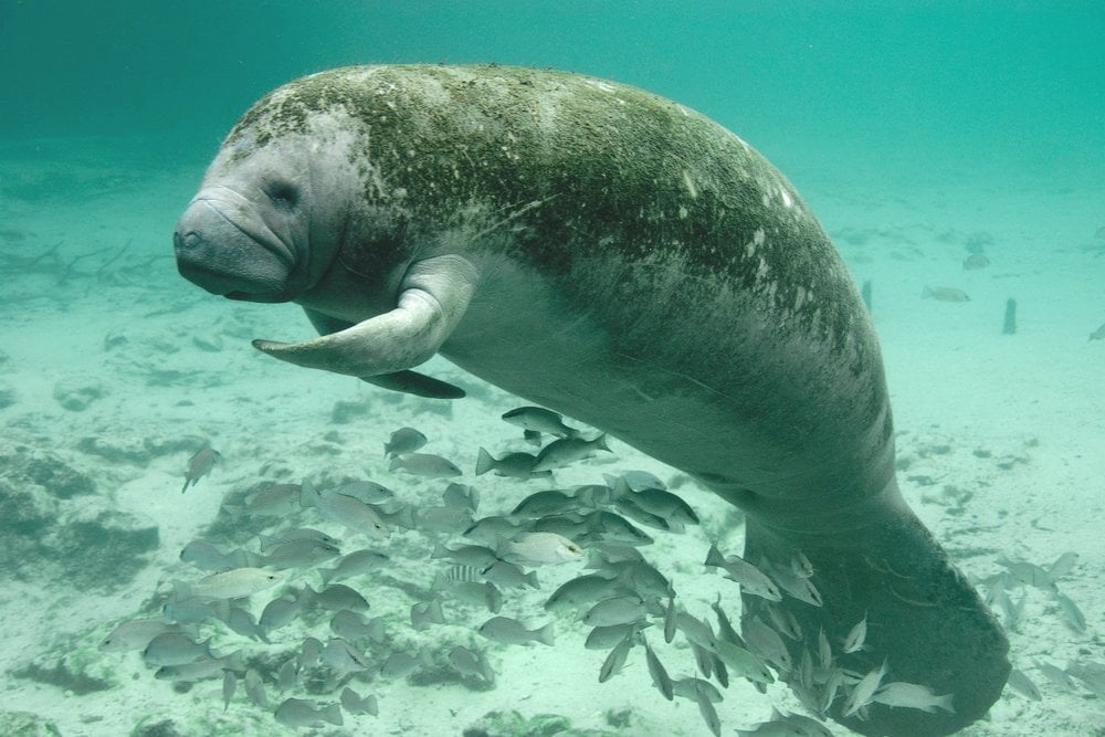 Aquatic Food Chain: What Happens To Dead Bodies Of Aquatic Animals? Aquatic Food Chain: What Happens To Dead Bodies Of Aquatic Animals?