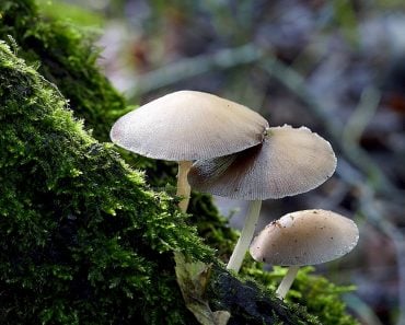 fungi, mushroom