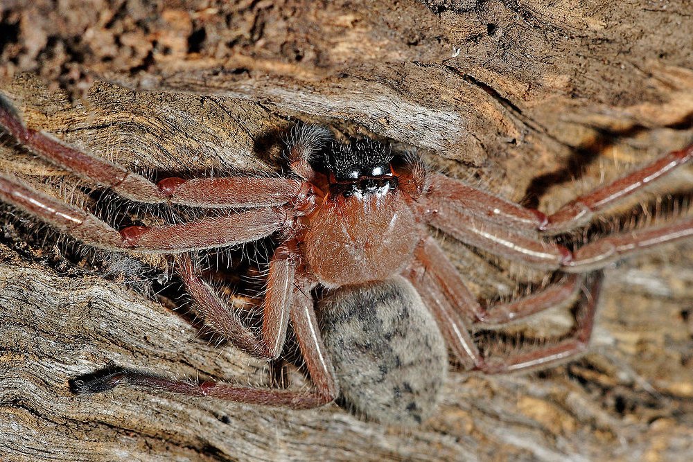 clock spider clock spider