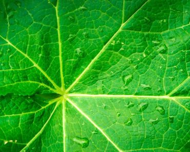 leaf