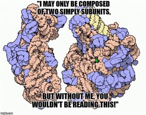 Nucleoplasm: Definition; Composition; and Function