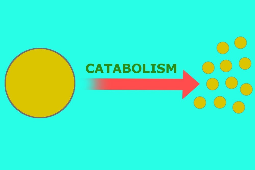 Catabolism
