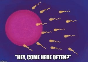 an egg cell and sperm cell join together to form a an egg cell and sperm cell join together to form a