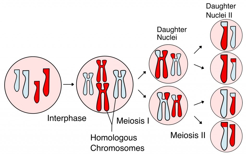 Image result for homologous chromosomes function