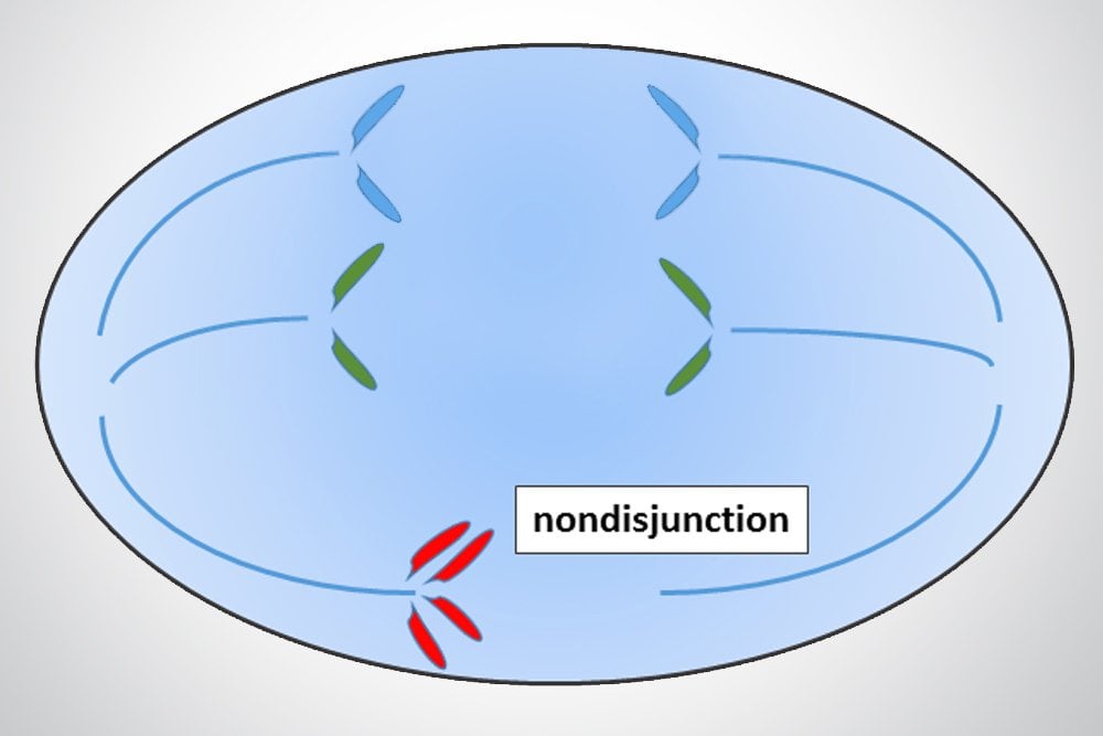 Nondisjunction