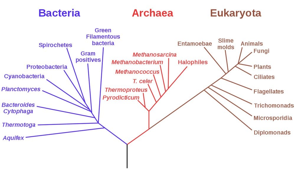 Archaea Definition, Characteristics And Examples
