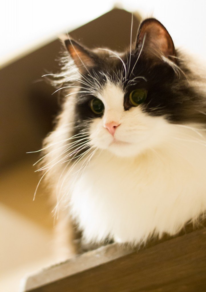 Ragamuffin Cat: 5 Amazing Facts About This Furry Cat
