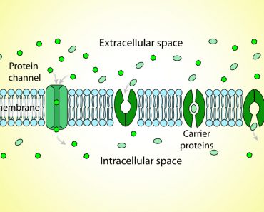 active and passive transport