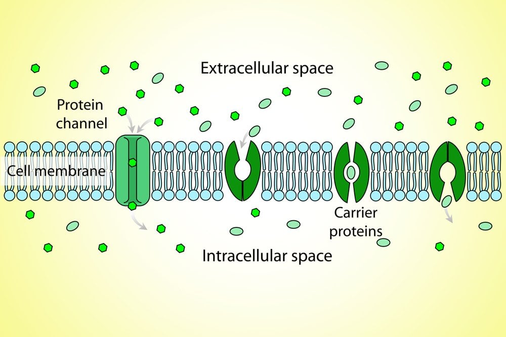 active and passive transport