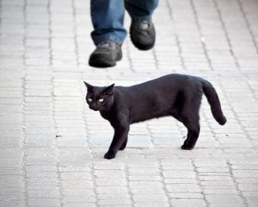 black bad cat