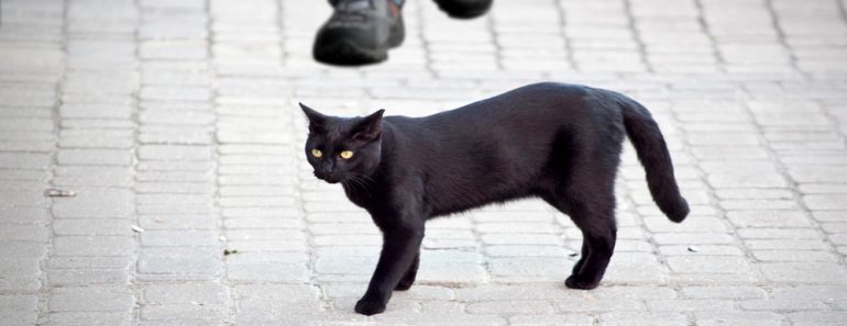 black bad cat