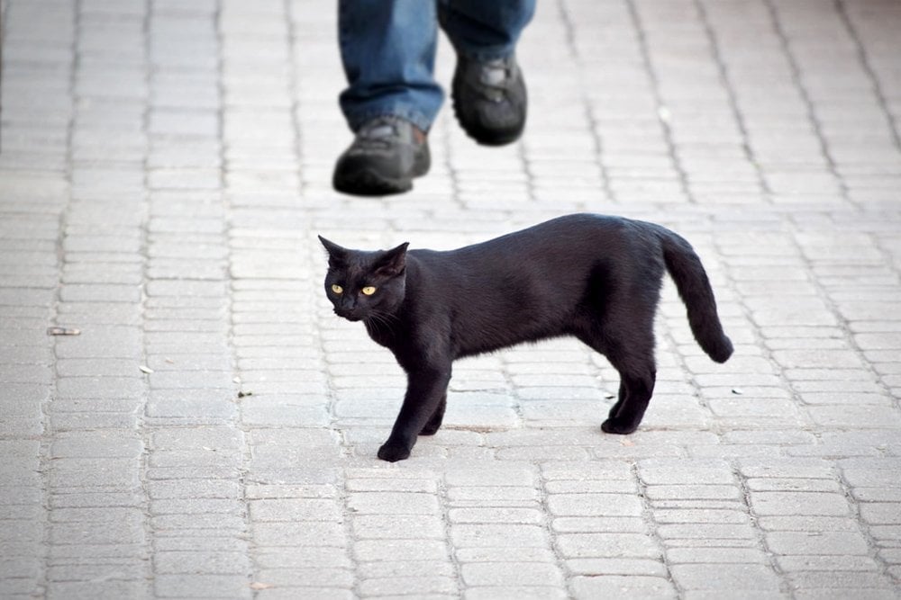 Black Cat Superstition: Does a Black Cat Crossing Path Influence ...