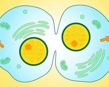 cytokinesis