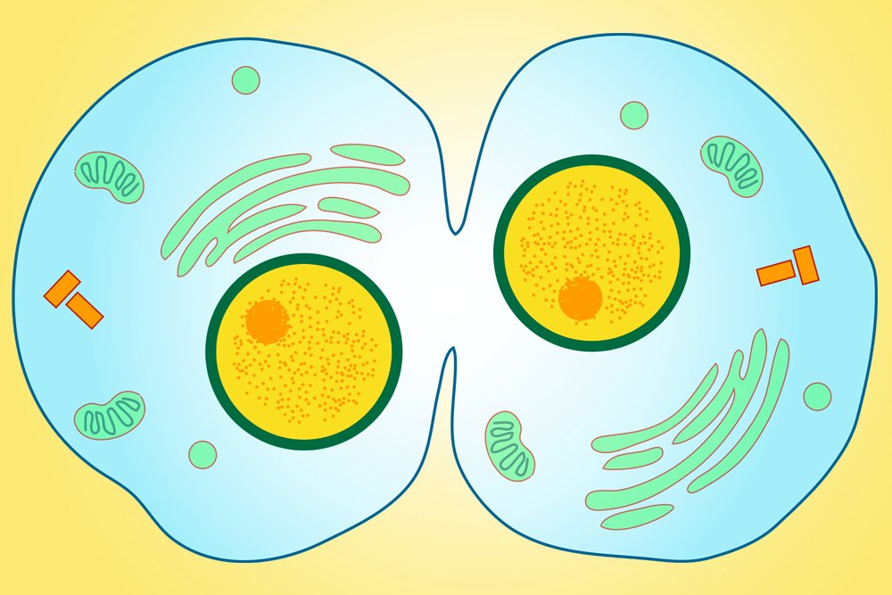 cytokinesis