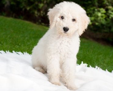 labradoodle