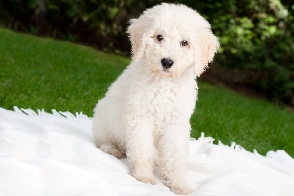 labradoodle