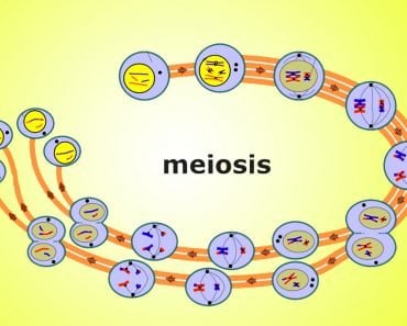 meiosis