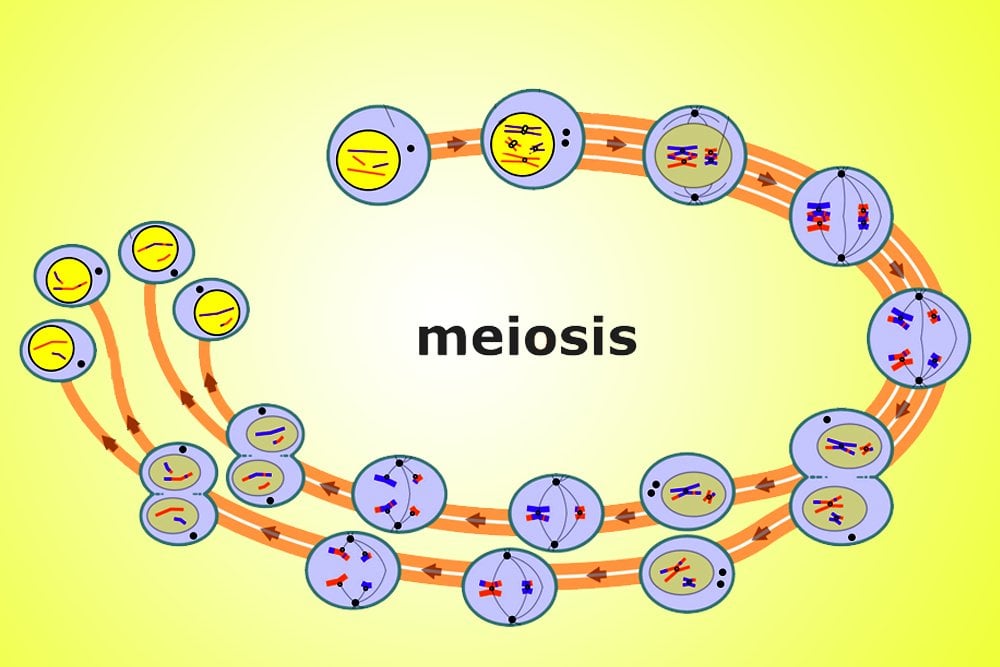 What Is Meiosis? 