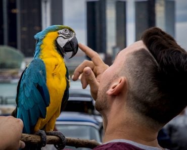 parrot talking with man