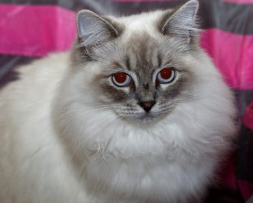 ragamuffin cat